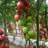 衡水西红柿苗出售 越冬茬硬粉西红柿苗