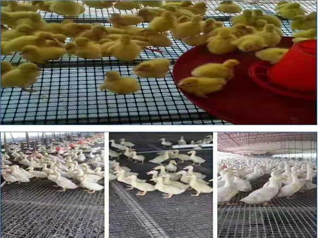 黑色方形养鸡养鸭塑料围栏网圈玉米圈地塑料网厂家