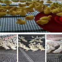 黑色方形养鸡养鸭塑料围栏网圈玉米圈地塑料网厂家