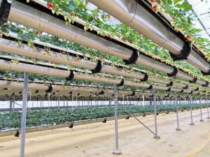 空中草莓栽培系统-智能玻璃温室-水动力种植塔-无土栽培滴灌