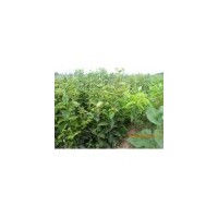 优质柿子苗3--4--5公分柿子树价格