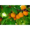 占地杏树苗 品种杏树苗 2--8公分占地杏树
