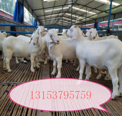 梁山县多胎肉羊养殖场