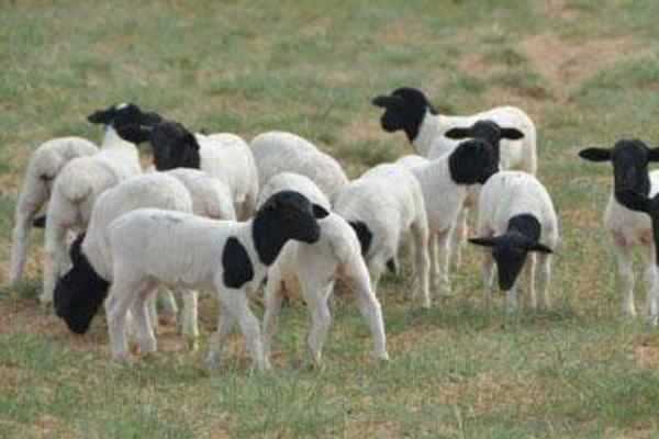 供应纯种黑头杜泊羊种公羊多胎多肉大个体好饲养